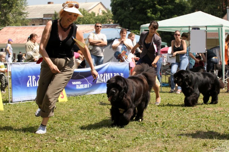 Фото: ньюфаундленд Cristalmar Cadeaux de Noel