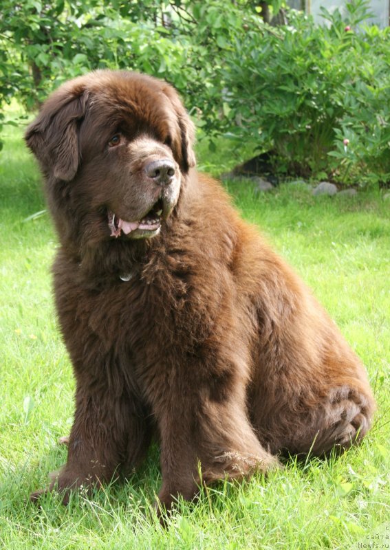 Фото: ньюфаундленд Ais Cream Ambassador