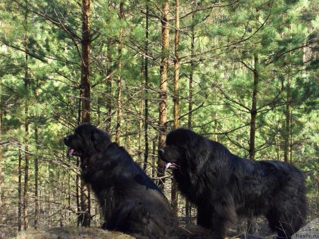 Фото: ньюфаундленд Andjel Viktorius (Анджел Викториус), ньюфаундленд Lesnaya Skazka Lunnaya Sonata (Лесная Сказка Лунная Соната)
