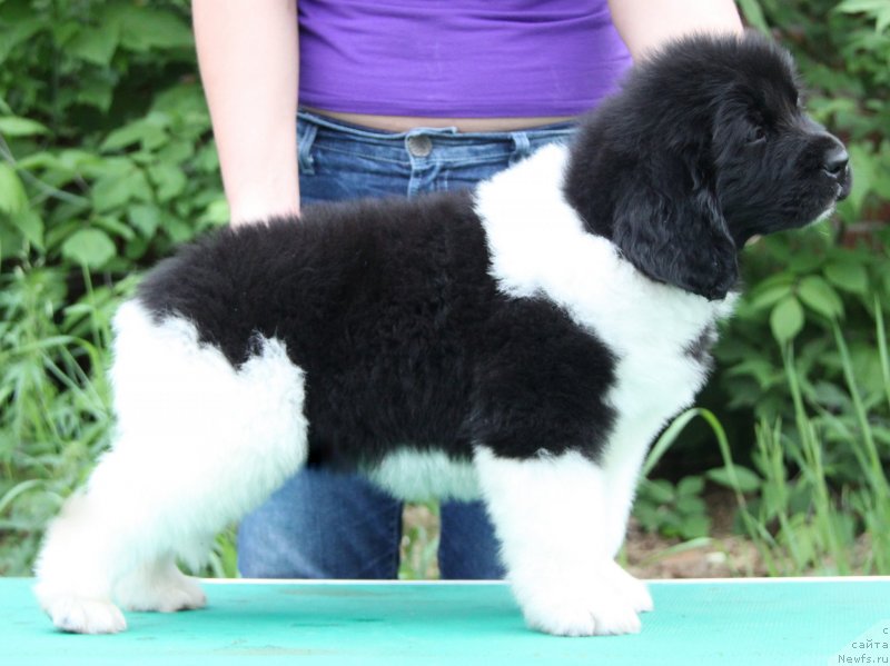 Фото: ньюфаундленд Akvian Song Karamel' (Аквиан Сонг Карамель)