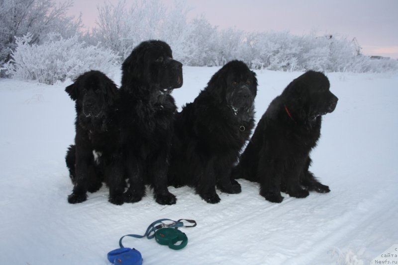 Фото: ньюфаундленд Neretum Tribe Xagrid, ньюфаундленд Beguschaya po Volnam Zero Kool (Бегущая по Волнам Зеро Коол), ньюфаундленд Gloriya Grand Blek (Глория Гранд Блек), ньюфаундленд Fortuna of Giant's Island