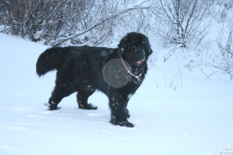 Фото: ньюфаундленд Neretum Tribe Xagrid