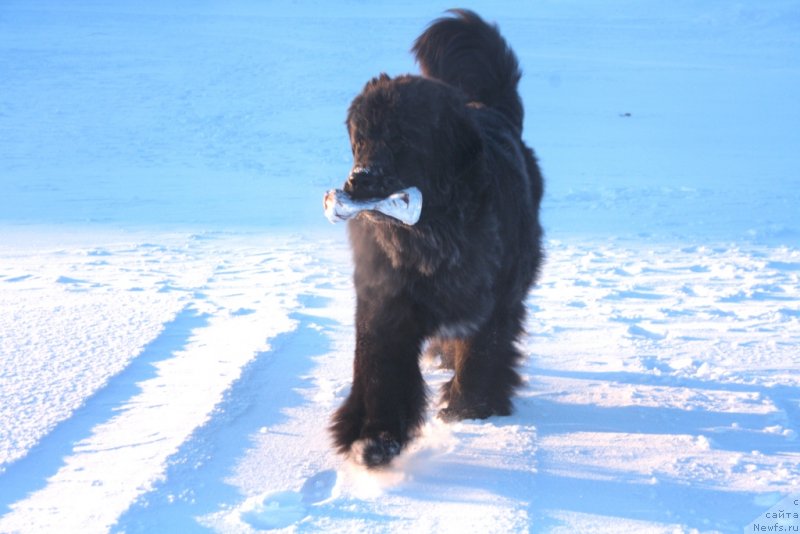 Фото: ньюфаундленд Neretum Tribe Xagrid