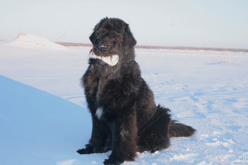 Фото: ньюфаундленд Neretum Tribe Xagrid
