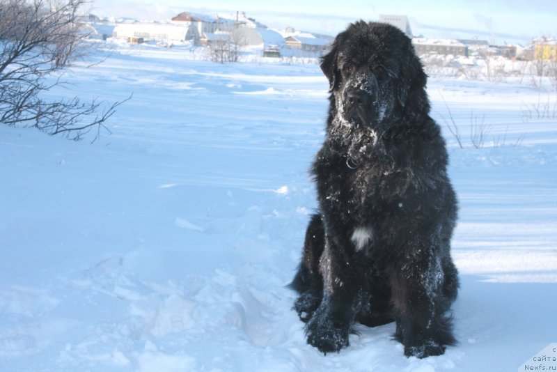 Фото: ньюфаундленд Neretum Tribe Xagrid