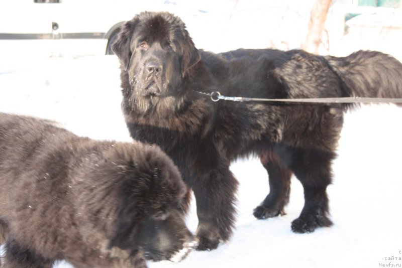 Фото: ньюфаундленд Neretum Tribe Xagrid