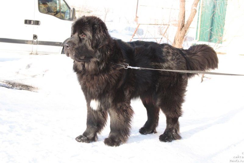 Фото: ньюфаундленд Neretum Tribe Xagrid