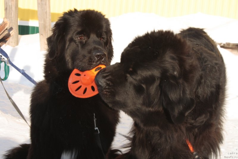 Фото: ньюфаундленд Neretum Tribe Xagrid, ньюфаундленд Gloriya Grand Blek (Глория Гранд Блек)