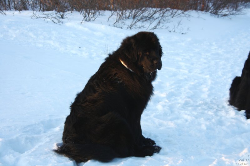 Фото: ньюфаундленд Neretum Tribe Xagrid