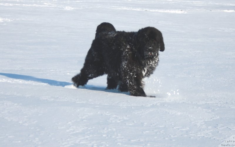 Фото: ньюфаундленд Neretum Tribe Xagrid