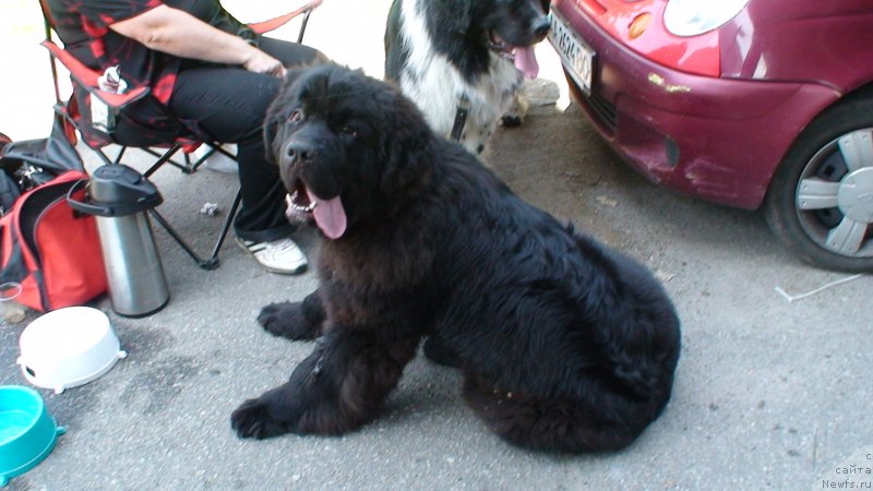 Фото: ньюфаундленд On Aroll Midnight Bear