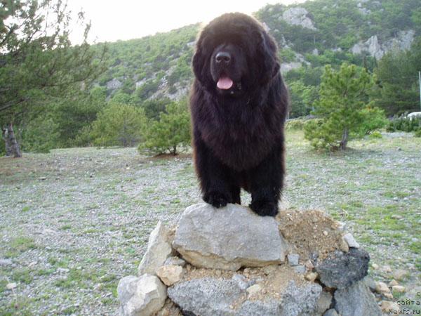 Фото: ньюфаундленд Vlas (Влас)