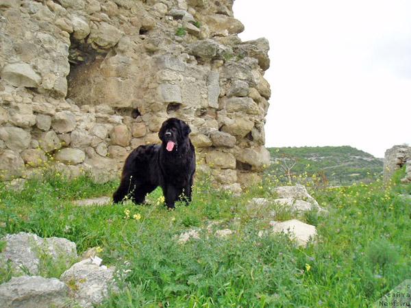 Фото: ньюфаундленд Brenda Kara Deniz (Бренда Кара Дениз)