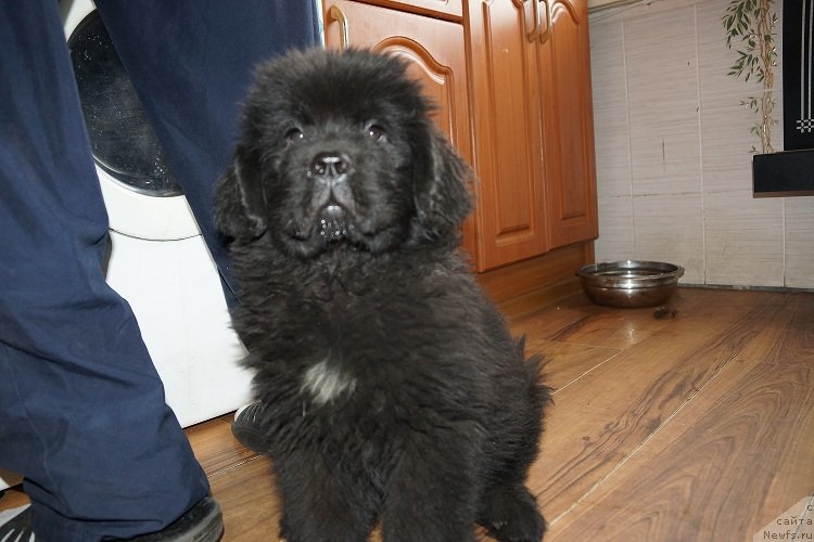 Фото: ньюфаундленд Sent Djons Zhiscar D'Estaing Edmon (Сент Джонс Жискар Д'Эстен Эдмон)