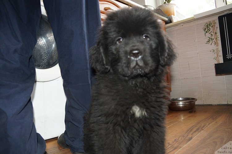 Фото: ньюфаундленд Sent Djons Zhiscar D'Estaing Edmon (Сент Джонс Жискар Д'Эстен Эдмон)