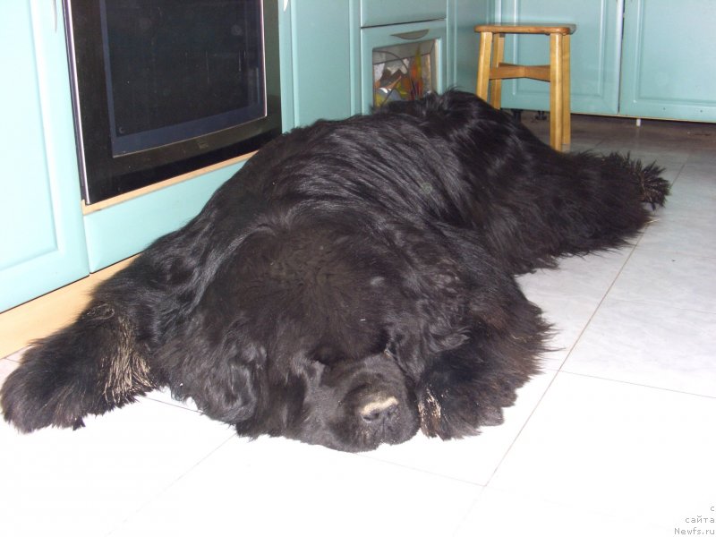 Фото: ньюфаундленд Baloven' Sud'byi (Баловень Судьбы)