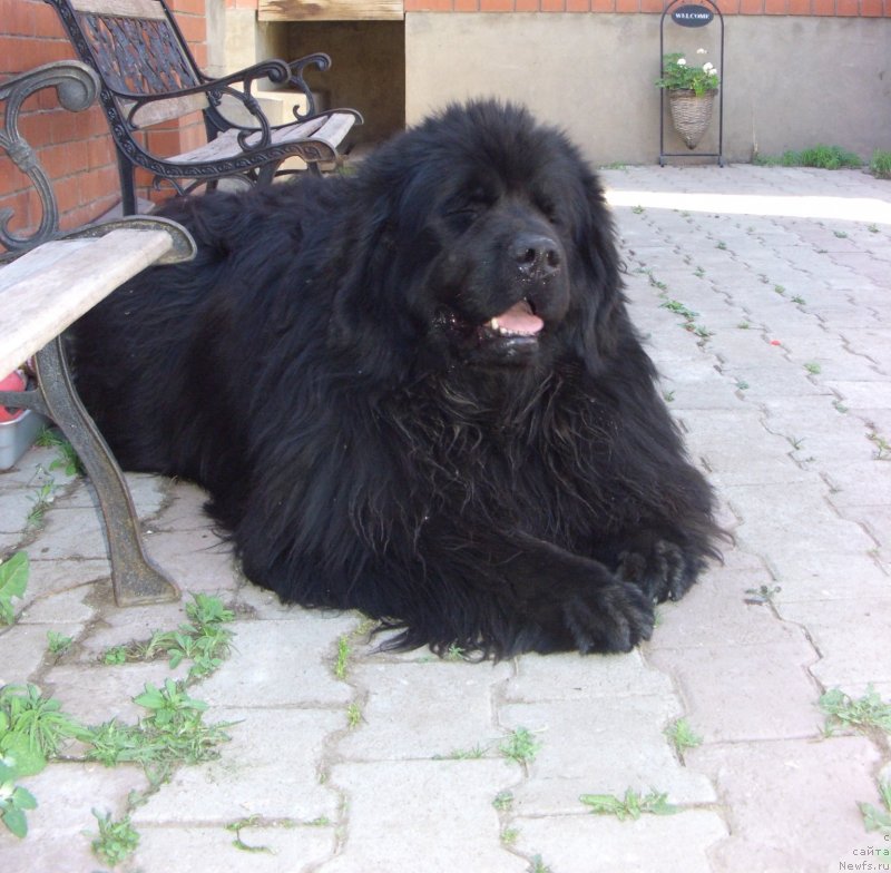 Фото: ньюфаундленд N'yufort Lunnyiy Barhat (Ньюфорт Лунный Бархат)