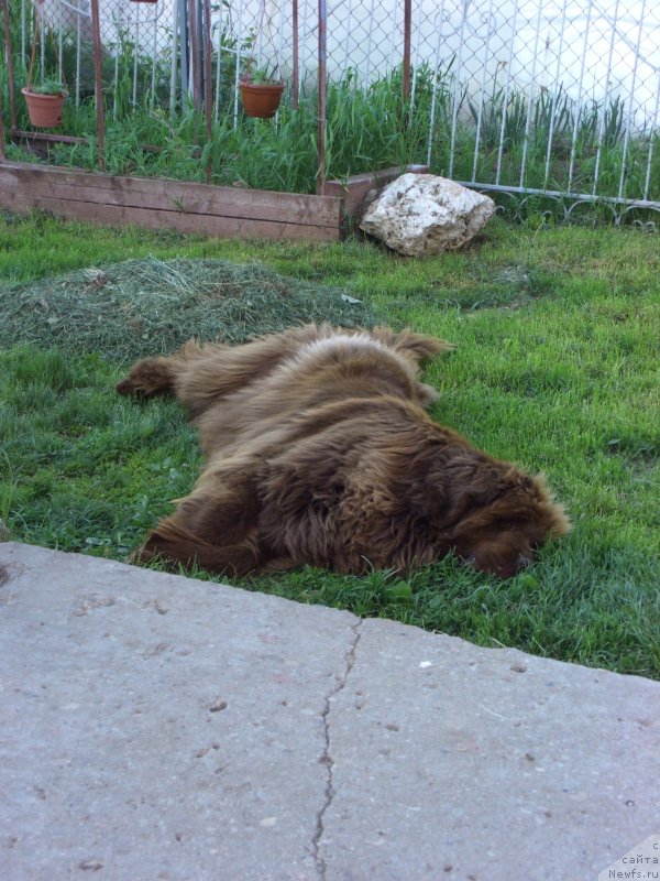 Фото: ньюфаундленд Barhatka Roskoshnaya (Бархатка Роскошная)