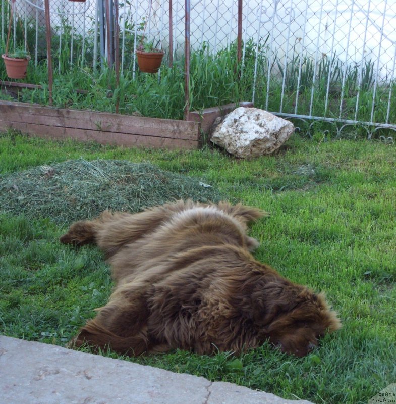 Фото: ньюфаундленд Barhatka Roskoshnaya (Бархатка Роскошная)
