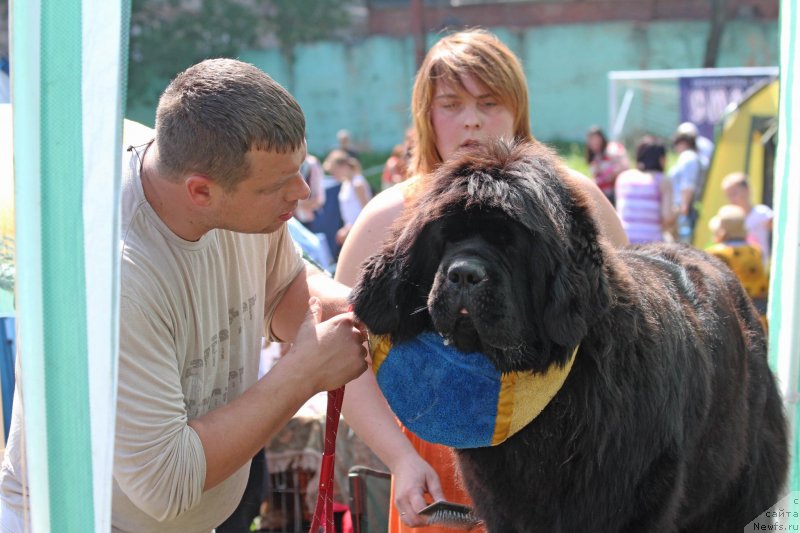 Фото: ньюфаундленд Come of The Best Newfoundland Hills, Alena Grigor'eva (Алена Григорьева)