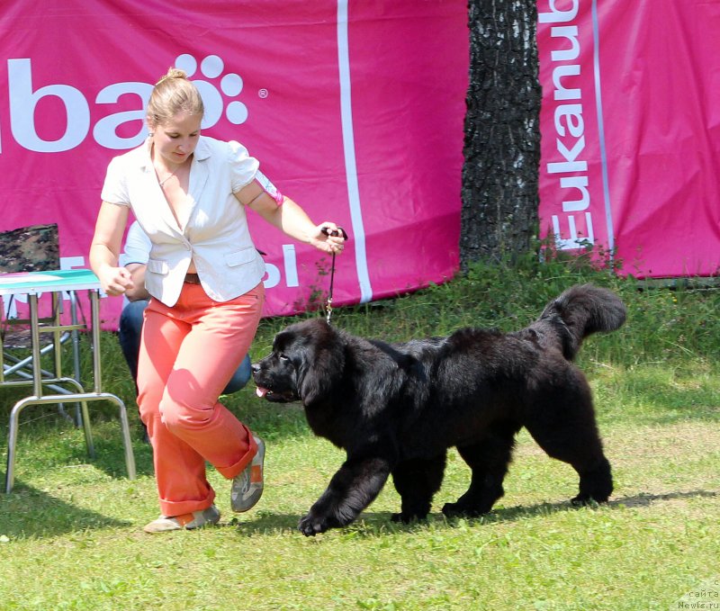 Фото: ньюфаундленд Newflame of Love Midnight Bear