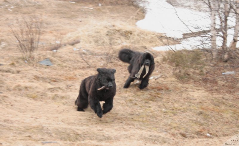 Фото: ньюфаундленд YAvnaya Krasota (Явная Красота), ньюфаундленд Neretum Tribe Xagrid