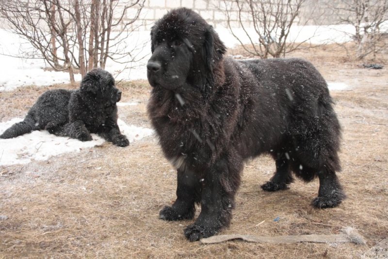 Фото: ньюфаундленд Neretum Tribe Xagrid
