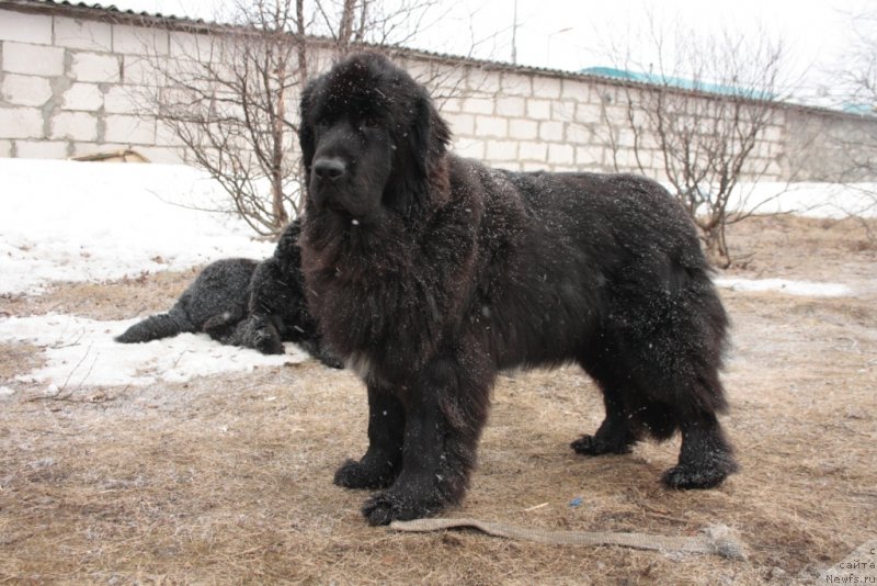 Фото: ньюфаундленд Neretum Tribe Xagrid
