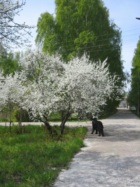 Фото: ньюфаундленд Arman'yak Dushi Moey (Арманьяк Души Моей)