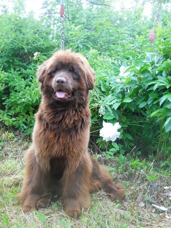 Фото: ньюфаундленд Fann'yuf Anna Barbara Iuliya (Фанньюф Анна Барбара Иулия)
