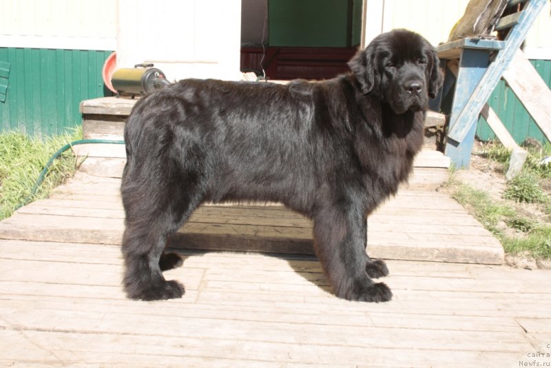 Фото: ньюфаундленд Neretum Tribe Xagrid