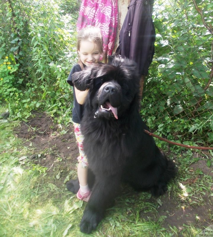 Фото: ньюфаундленд Akvatoriya Kelvin Ul'timyeyt (Акватория Келвин Ультимэйт)