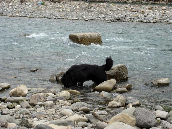 Фото: ньюфаундленд Potap Fidel' (Потап Фидель)