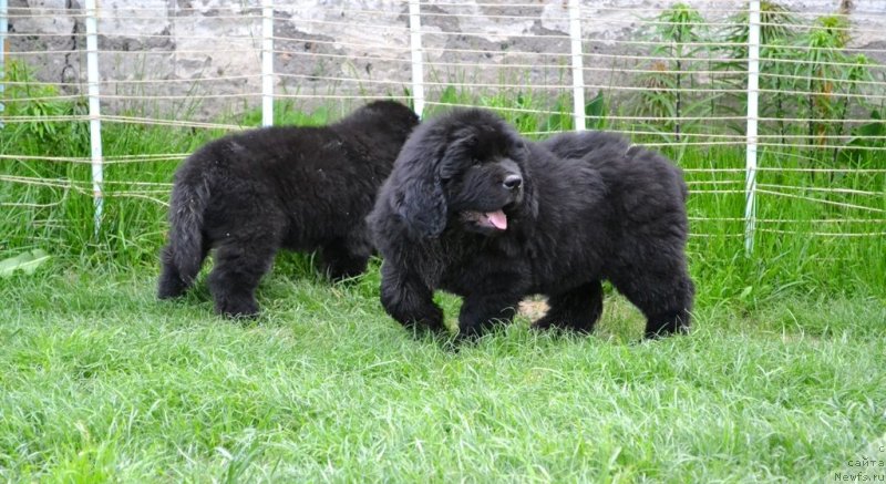 Фото: ньюфаундленд Val'kiriya Sigryun (Валькирия Сигрюн), ньюфаундленд Vinsent Drukki Intrigant (Винсент Друкки Интригант)