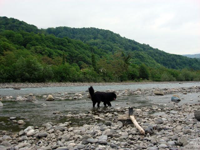 Фото: ньюфаундленд Potap Fidel' (Потап Фидель)