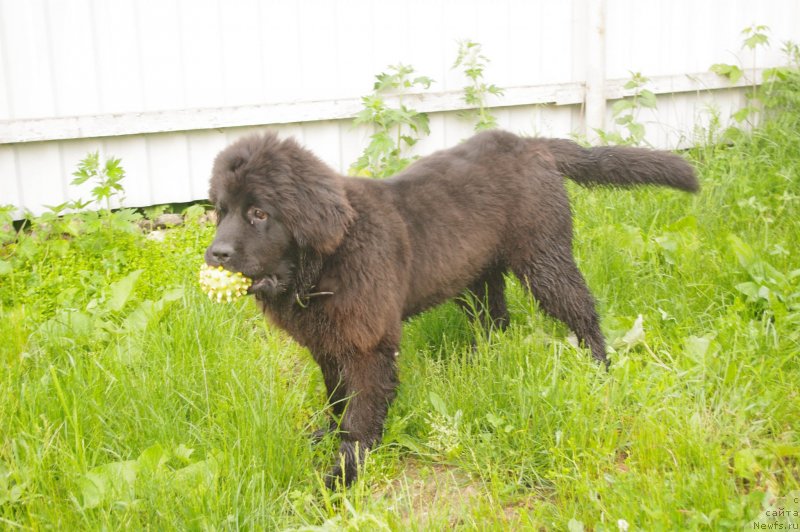 Фото: Созвездие Пармы Басси