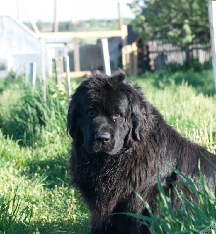 Фото: ньюфаундленд Potap Elana (Потап Елана)
