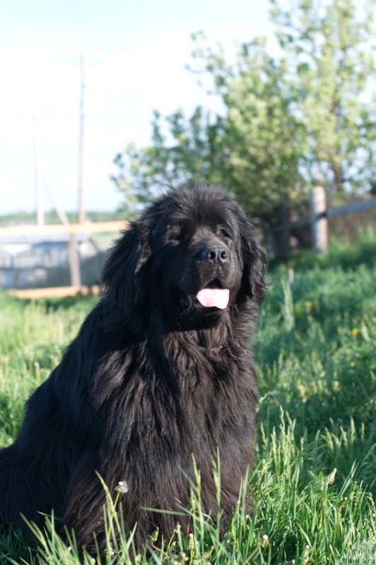 Фото: ньюфаундленд Feliciya (Фелиция)