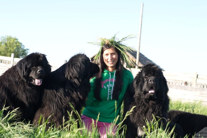 Фото: ньюфаундленд N'yufort Uitni Tradiciya Legendyi (Ньюфорт Уитни Традиция Легенды), ньюфаундленд Feliciya (Фелиция), ньюфаундленд King of Helluland I'm Precious, Veronika Batina (Вероника Батина)