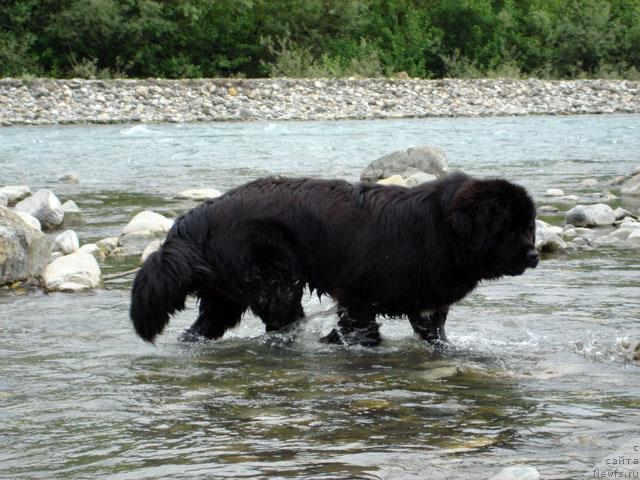 Фото: ньюфаундленд Potap Fidel' (Потап Фидель)