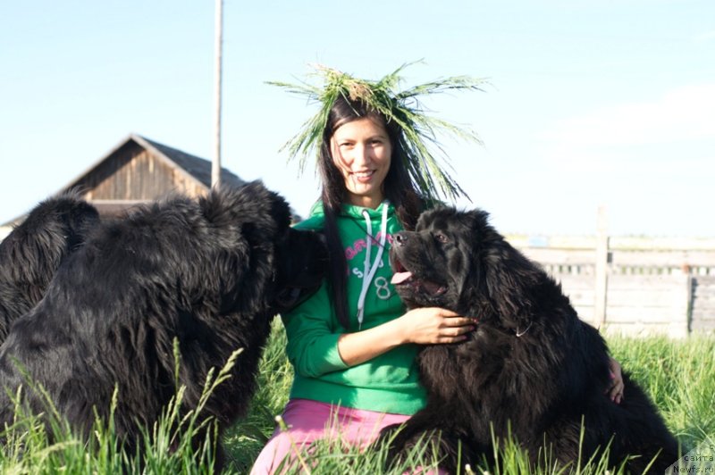 Фото: ньюфаундленд King of Helluland I'm Precious, ньюфаундленд N'yufort Carica Nochi (Ньюфорт Царица Ночи), Veronika Batina (Вероника Батина)