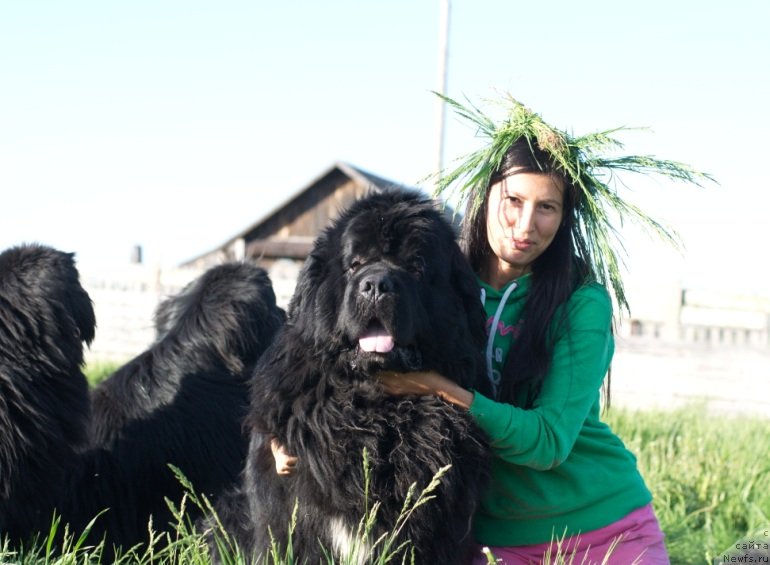 Фото: ньюфаундленд King of Helluland I'm Precious, Veronika Batina (Вероника Батина)