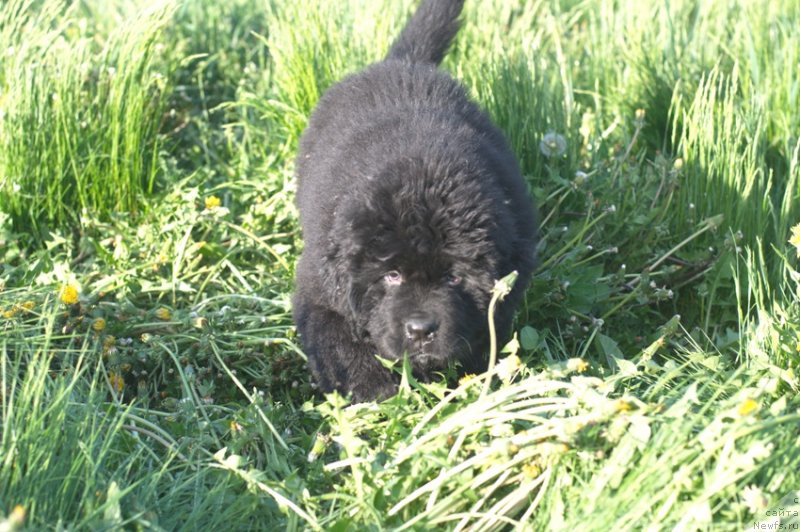 Фото: ньюфаундленд Byentli dlya N'yufort (Бэнтли для Ньюфорт)