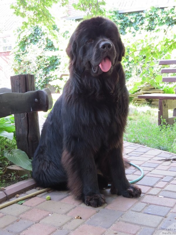 Фото: ньюфаундленд Schastlivyj Sluchay Kara Deniz (Счастливый Случай Кара Дениз)