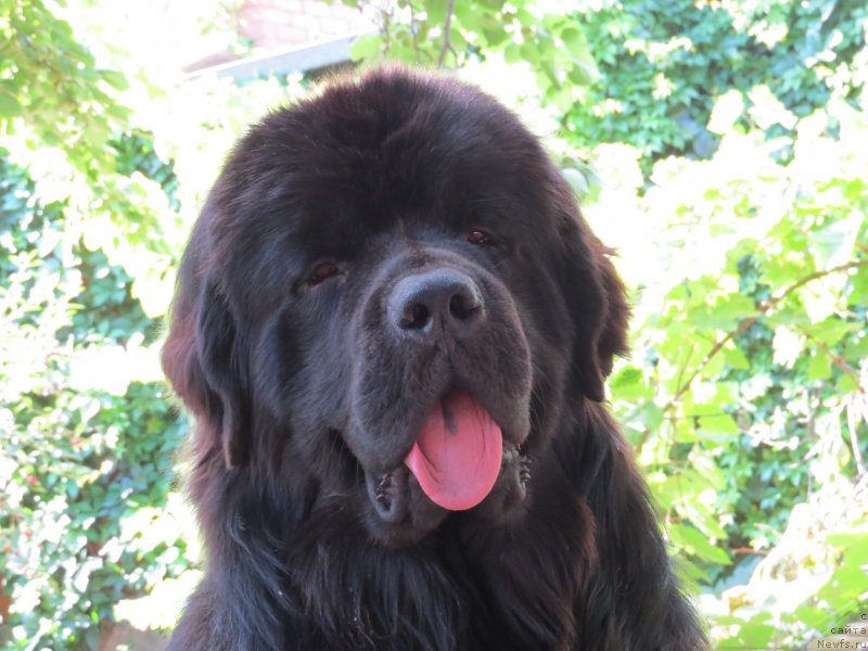 Фото: ньюфаундленд Schastlivyj Sluchay Kara Deniz (Счастливый Случай Кара Дениз)