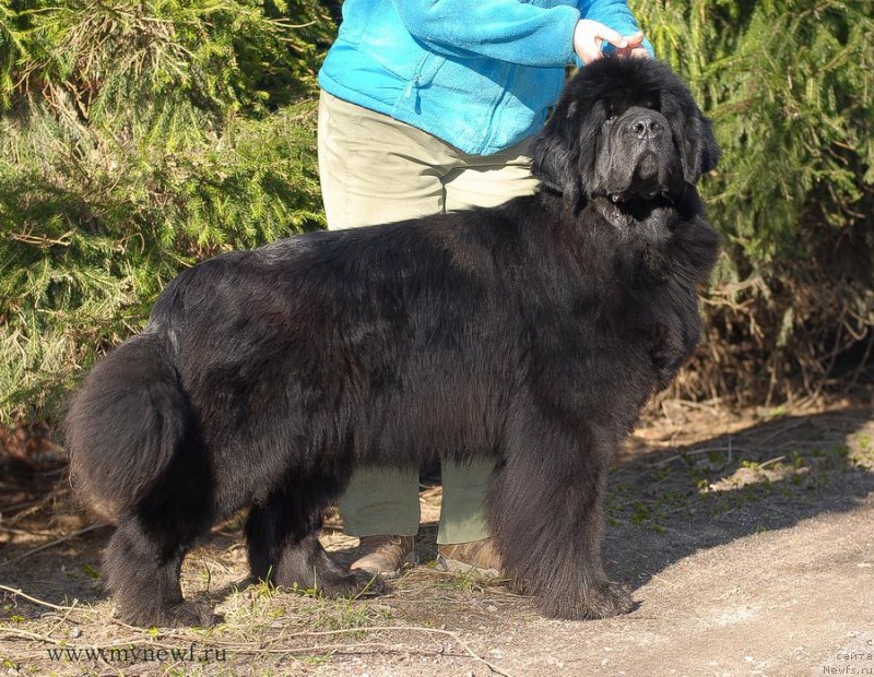 Фото: ньюфаундленд Lastena s Berega Dona (Ластёна с Берега Дона)