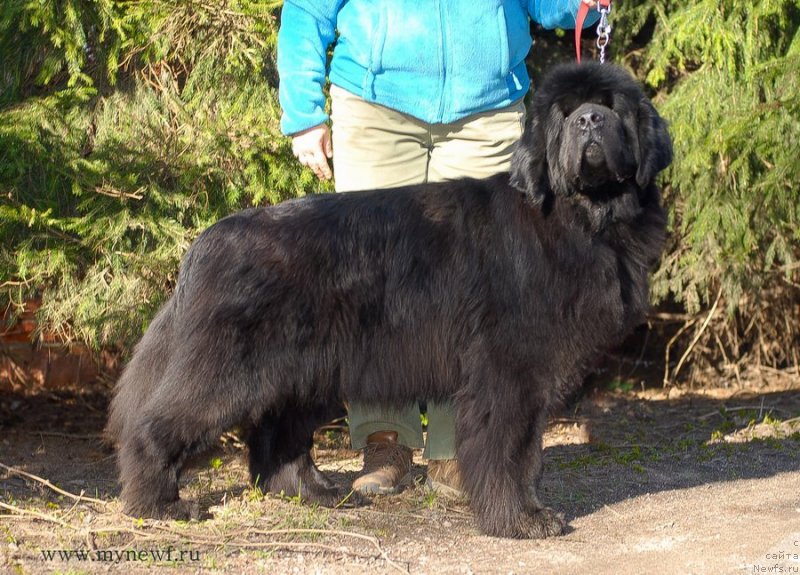 Фото: ньюфаундленд Lastena s Berega Dona (Ластёна с Берега Дона)