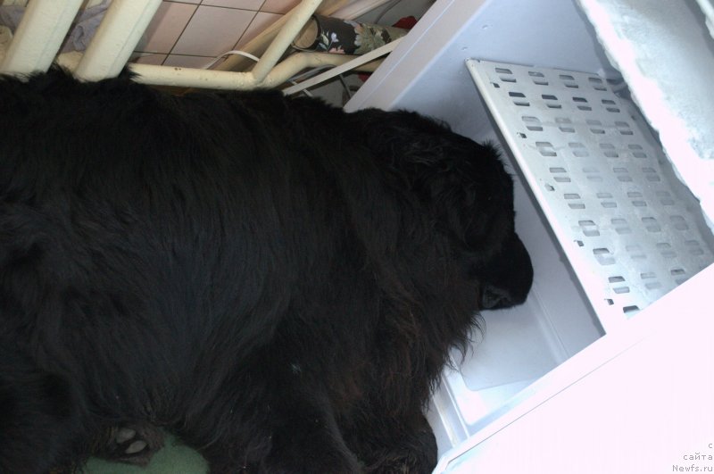 Фото: ньюфаундленд Akvatoriya Kelvin Koroleva Margo (Акватория Келвин Королева Марго)