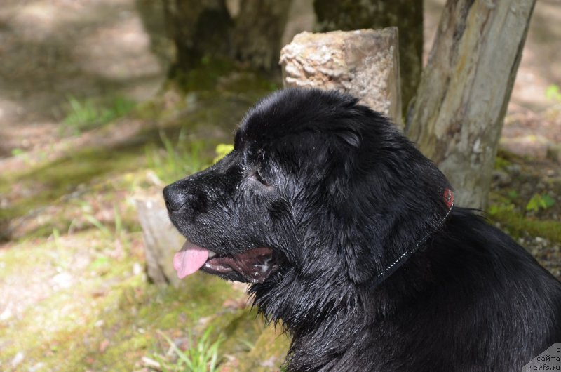 Фото: ньюфаундленд Akvatoriya Kelvin Turandot (Акватория Келвин Турандот)