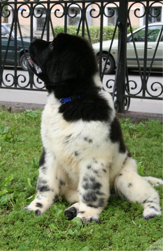 Фото: ньюфаундленд Chernaya Mafia Zooty (Черная Мафия Зооту)
